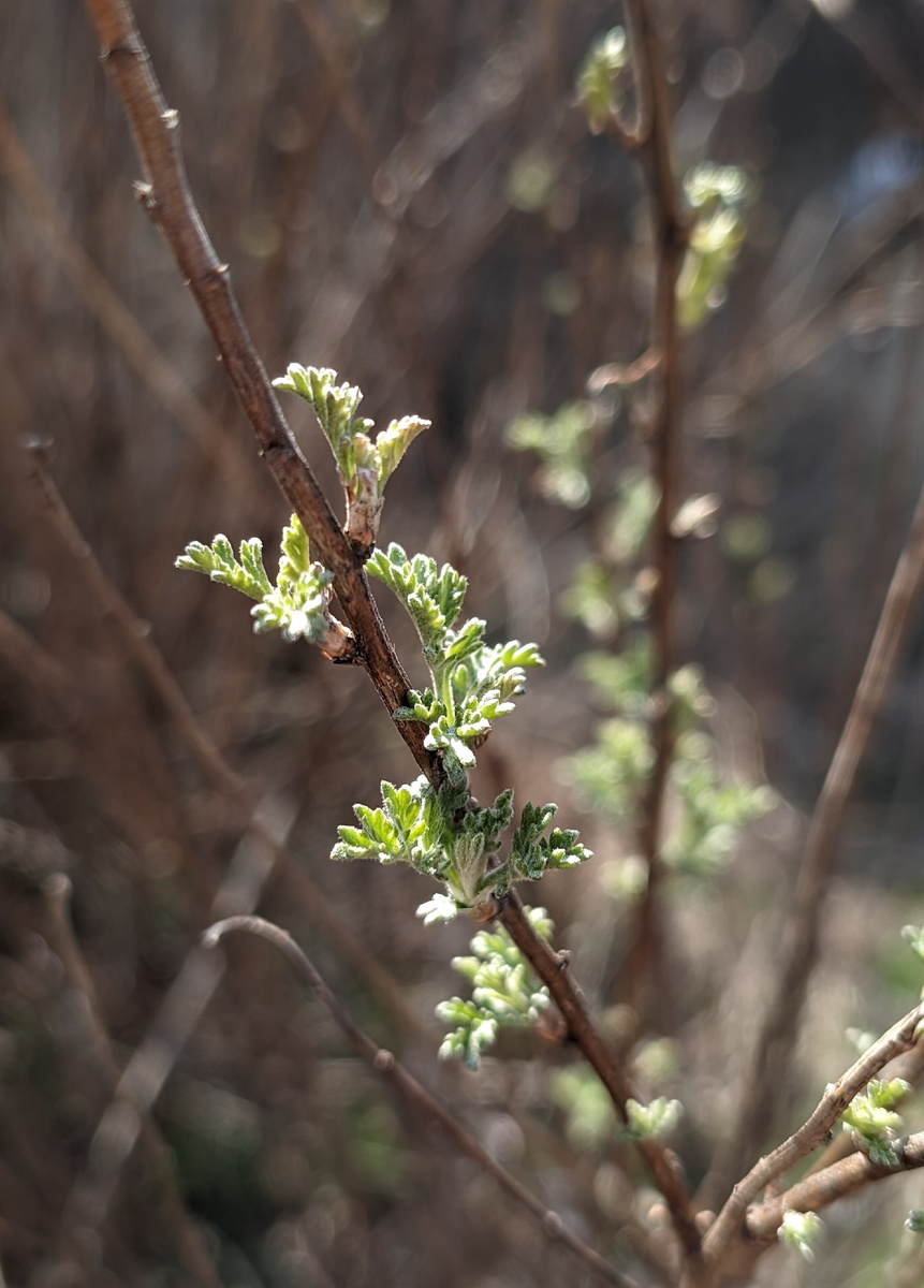 Полынь проснулась.