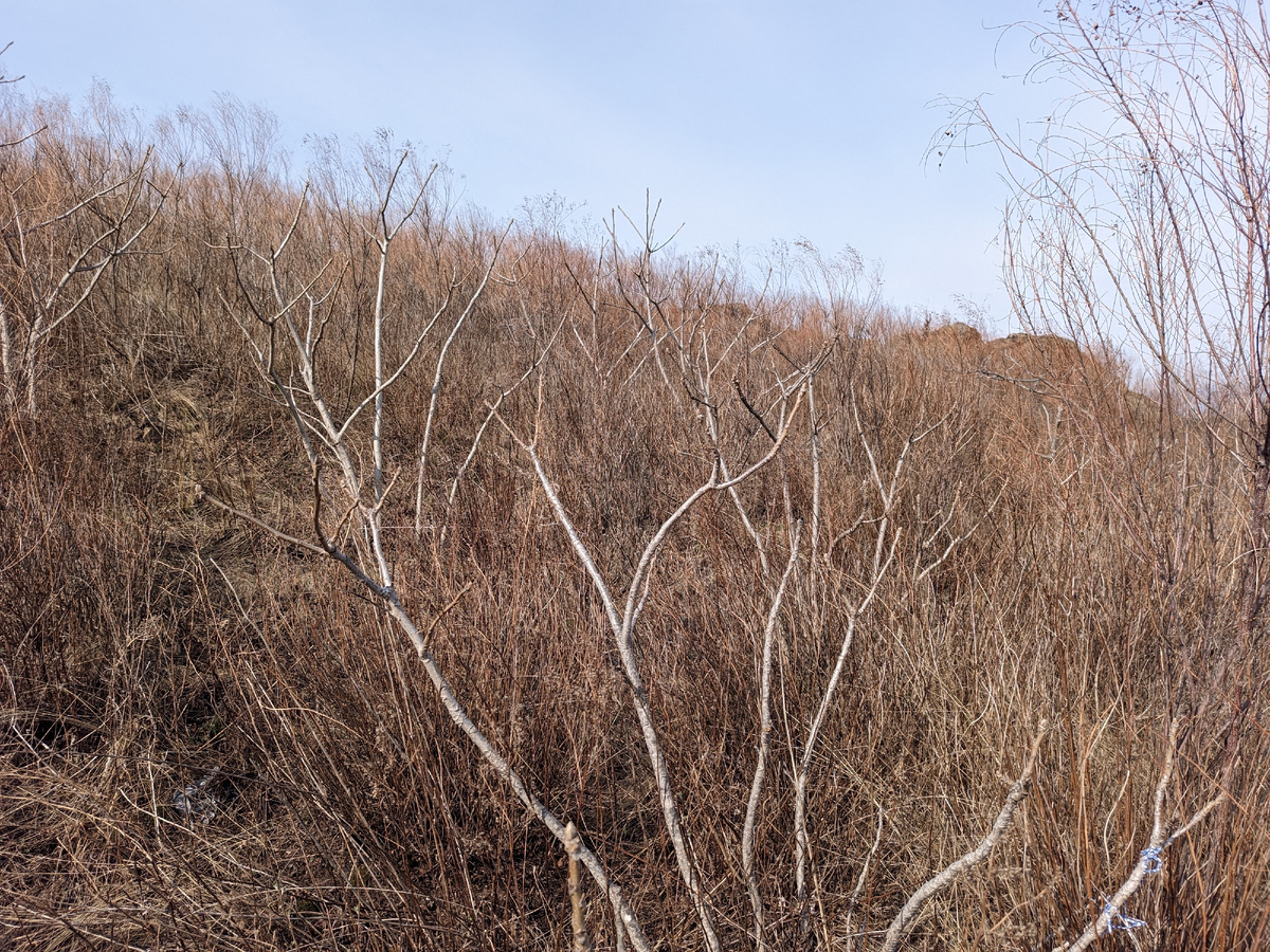 Серые кусты — это маньчжурские орехи.