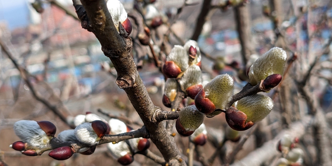 Новый апрель на Крестовой сопке