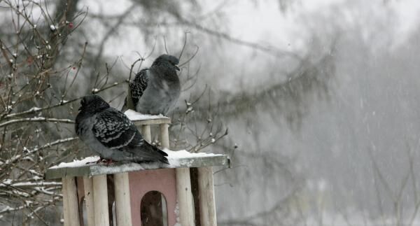    РИА «Новости»