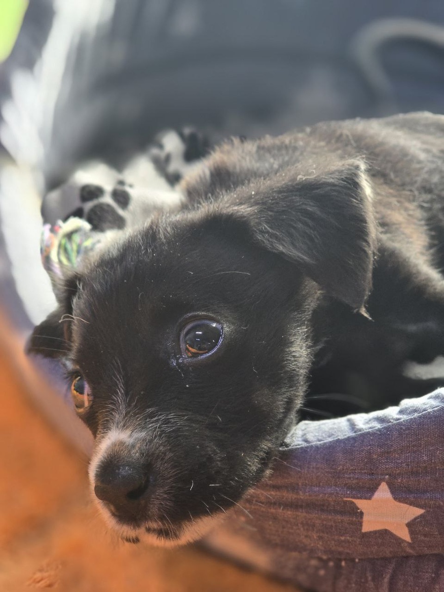 Крохотулешная Фенька