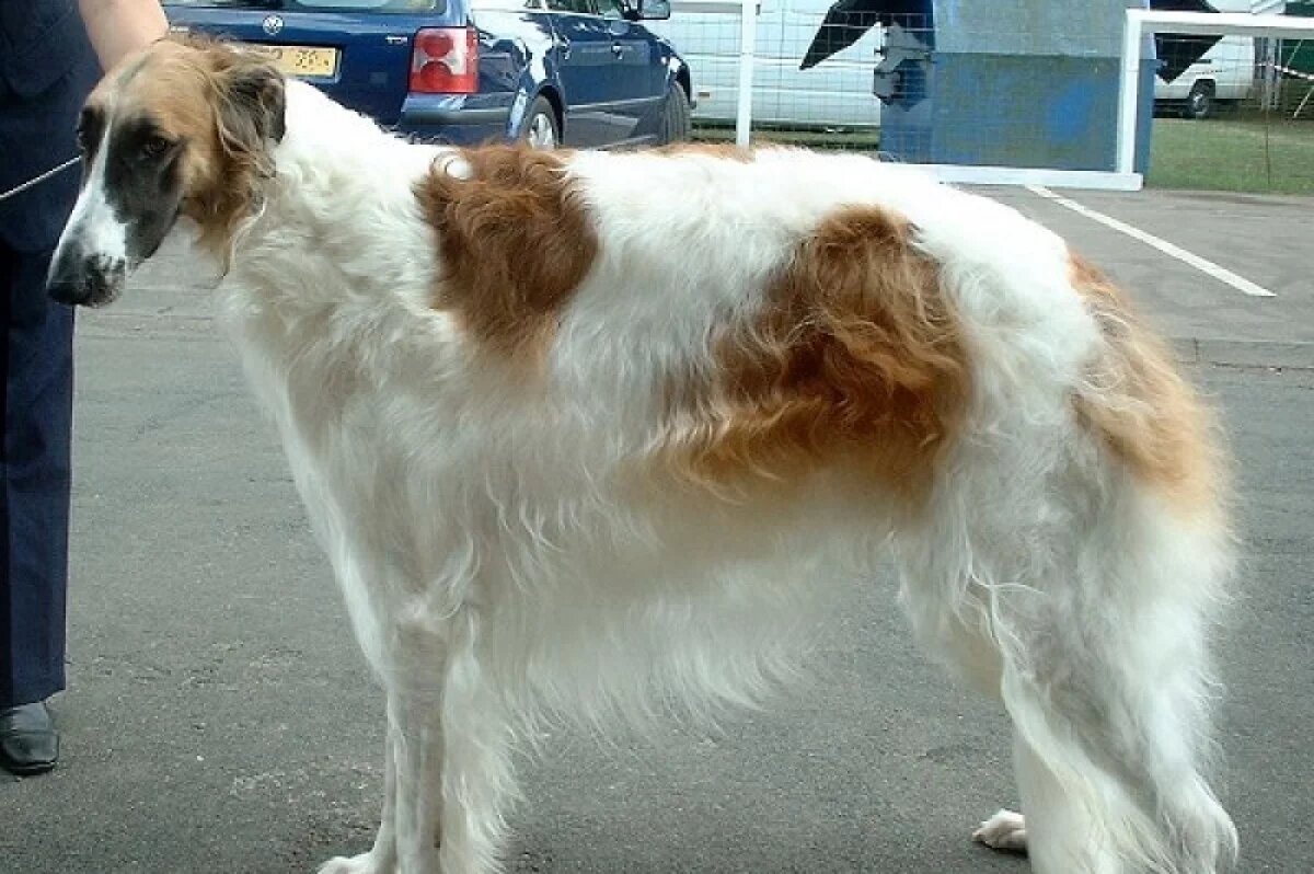    Предательство друга.