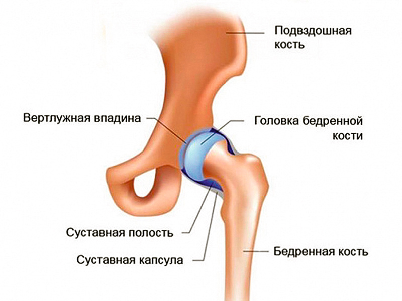 Рис. 1: Схематичное представление анатомии тазобедренного сустава