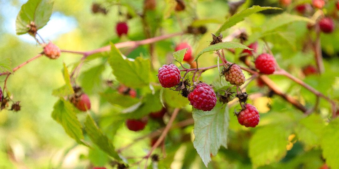 Весенняя подкормка малины: как правильно «разбудить» кусты после зимы