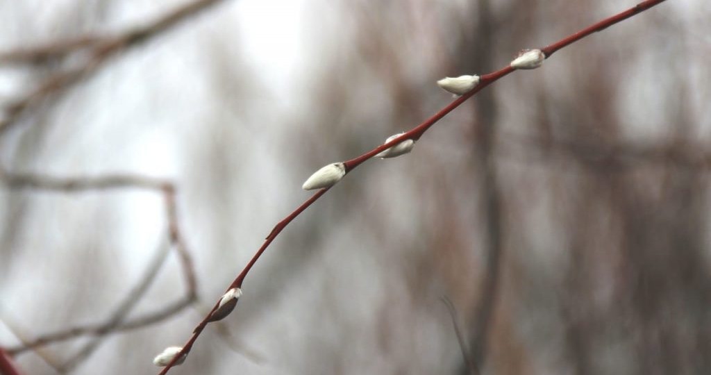 Гороскоп на неделю с 13 по 19 апреля 2026 года