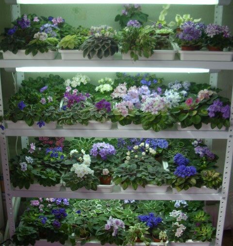 Стеллаж с фиалками.