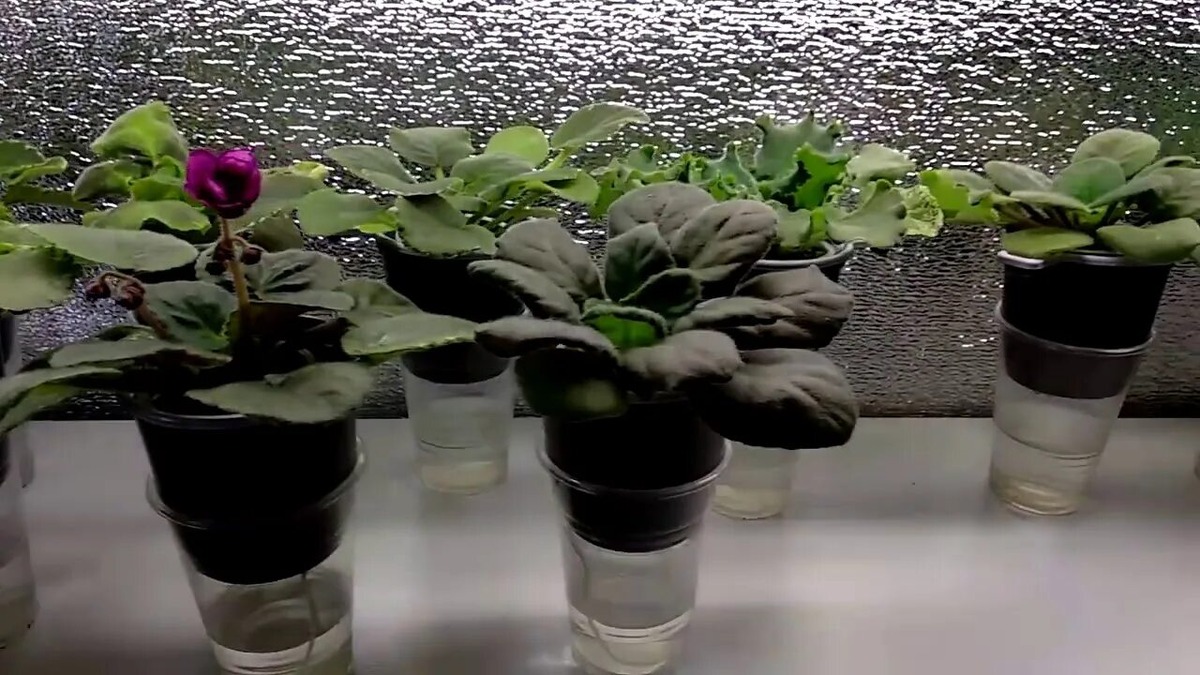 Освещение для фиалок.