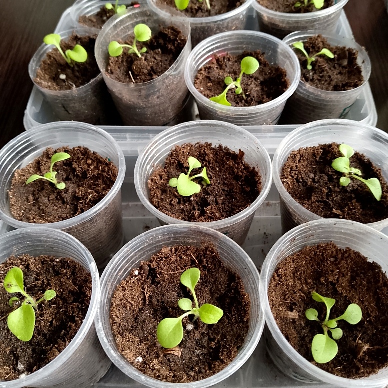 После пикировки