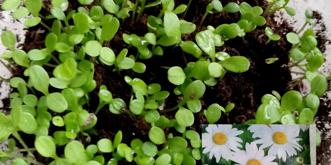 Всходы популярных однолетних цветов: основные правила ухода