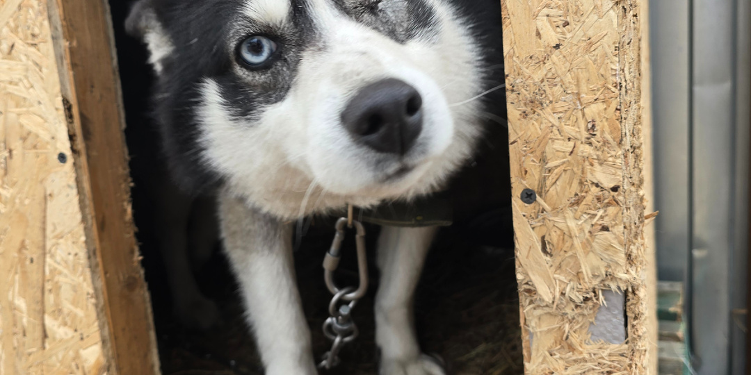 17 дней до пустых мисок