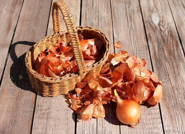 Луковая шелуха: польза, защита и применение в саду и огороде