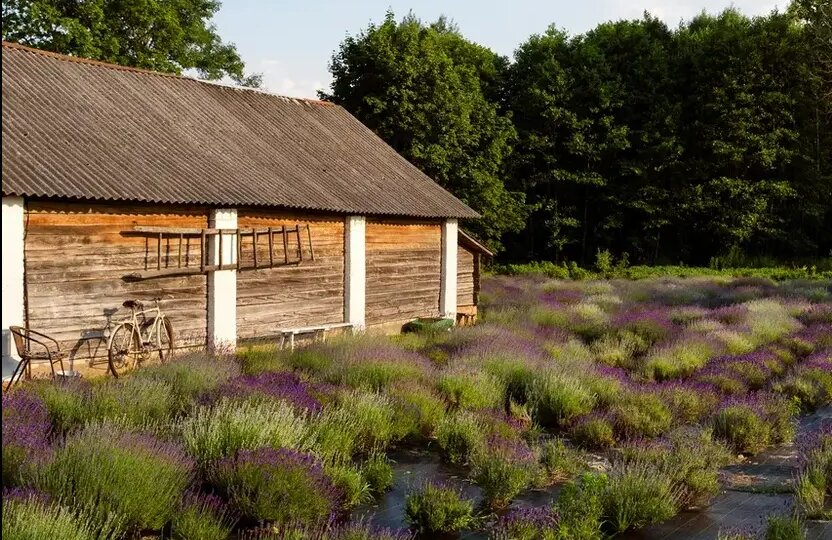 Какие растения запретили выращивать в России с 1 марта 2026 года?