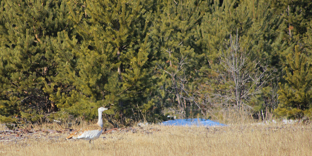 Редкий гость у порога: в Усть-Баргузине заметили дрофу!