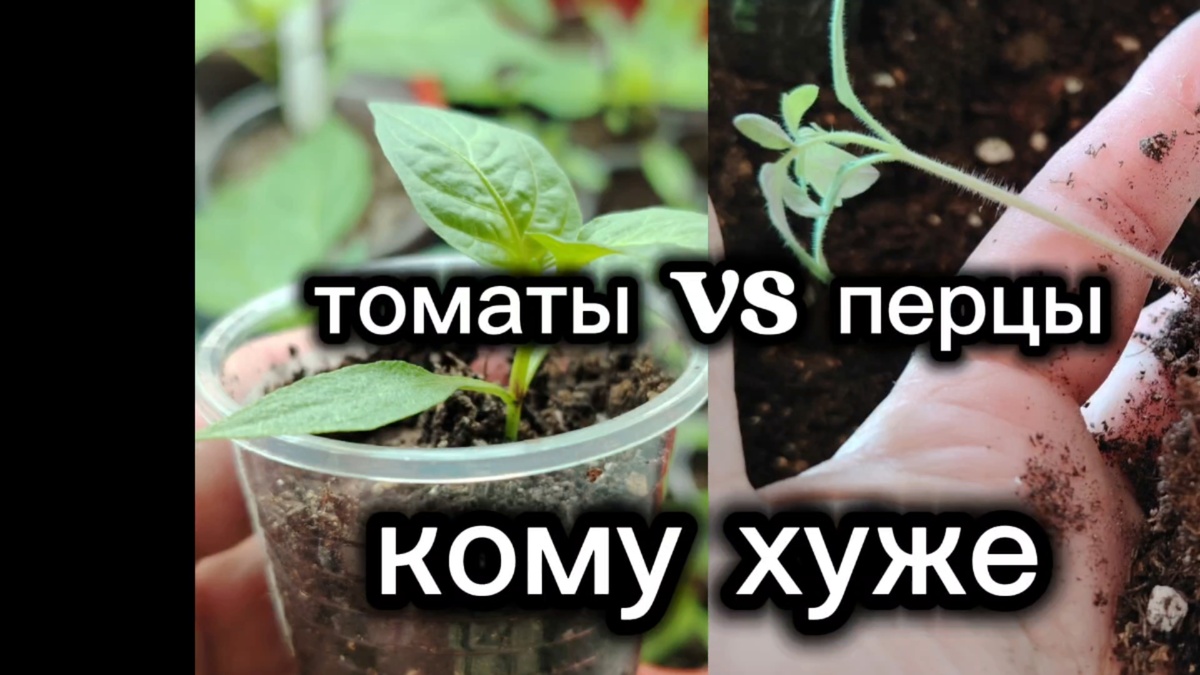 Пересаживаем