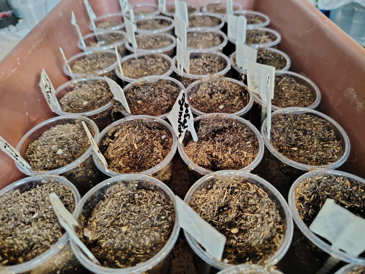 Посев в стаканчики по 0.8 лит6дивидуально