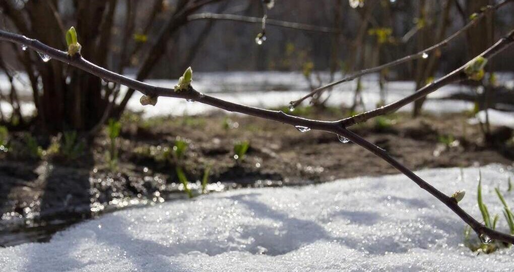 В Сыктывкаре 13 апреля сохранится прохладная погода