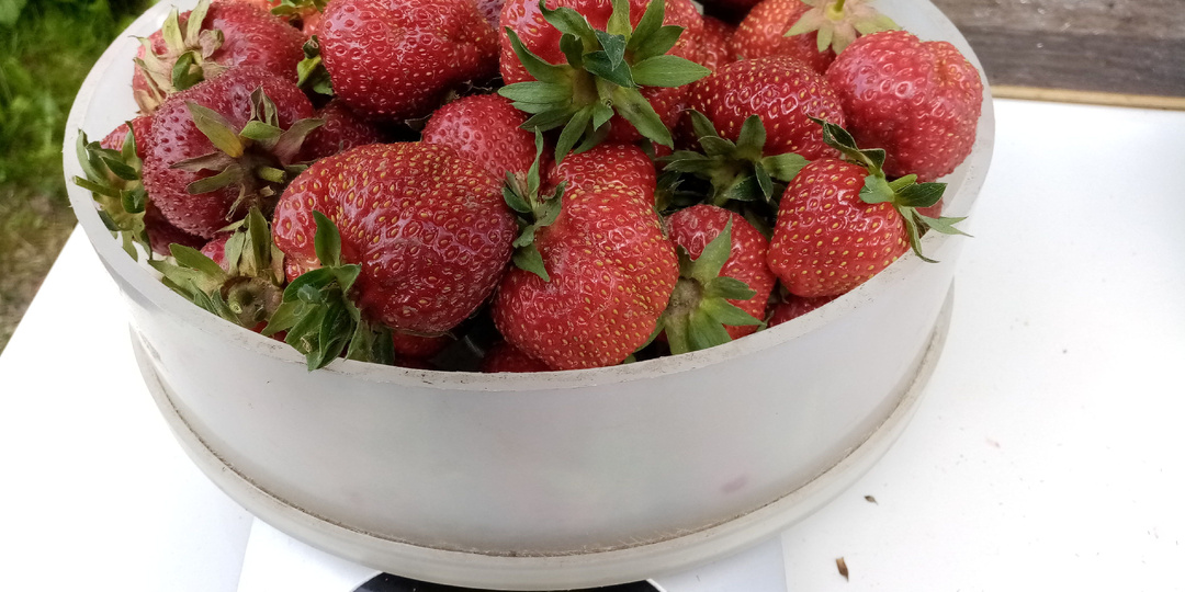 Как подготовить крупноплодную садовую землянику весной для обильного урожая