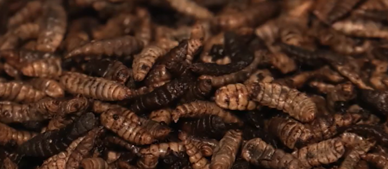    Кадр из сюжета «СампоТВ 360»