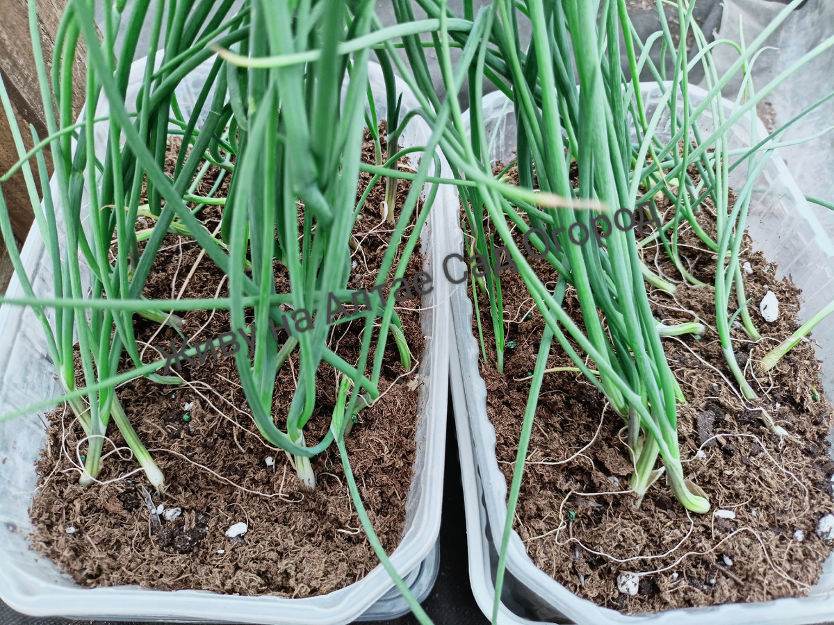 Лук из семян "Эксибишен" 