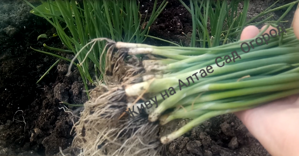 Так получаю крепкую рассаду лука из семян