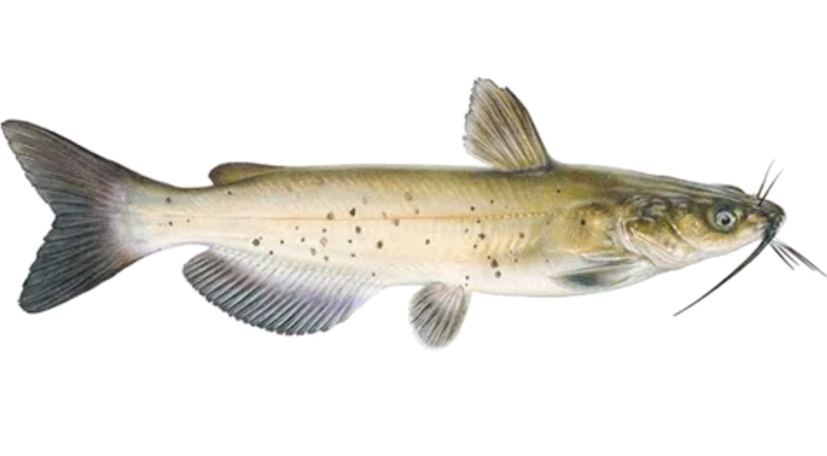 Канальный сом, он же сом- кошка. Взято из открытых источников.