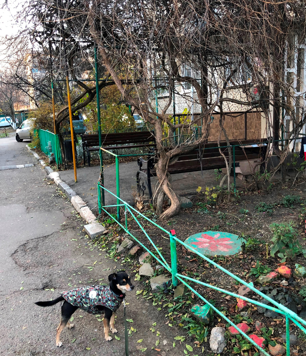 Первым делом птички...Краснодар.