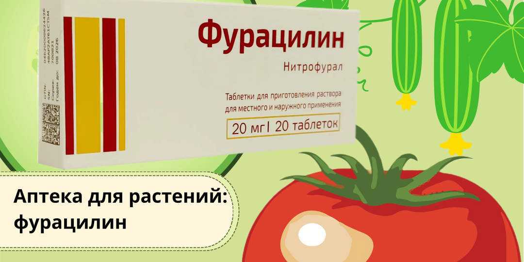 Аптека для растений: фурацилин