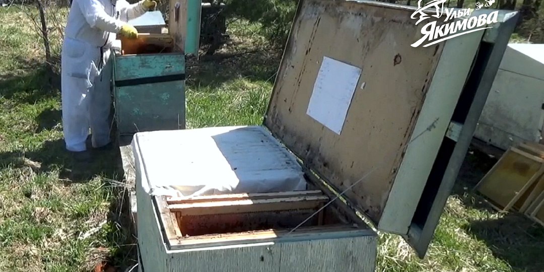 Как я веду пасечный дневник: шаблон, который помогает не терять контроль