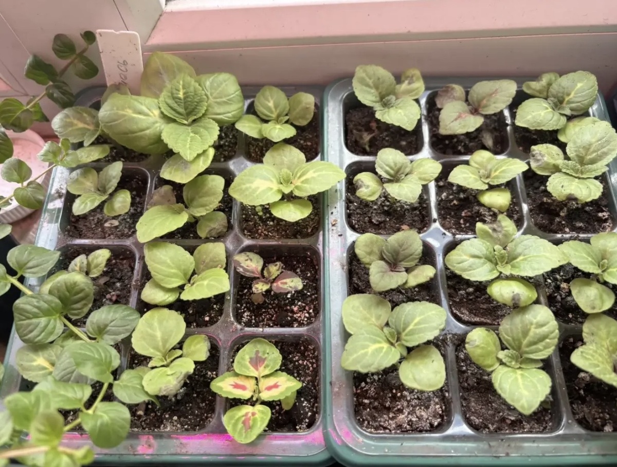 Мои малыши колеусы