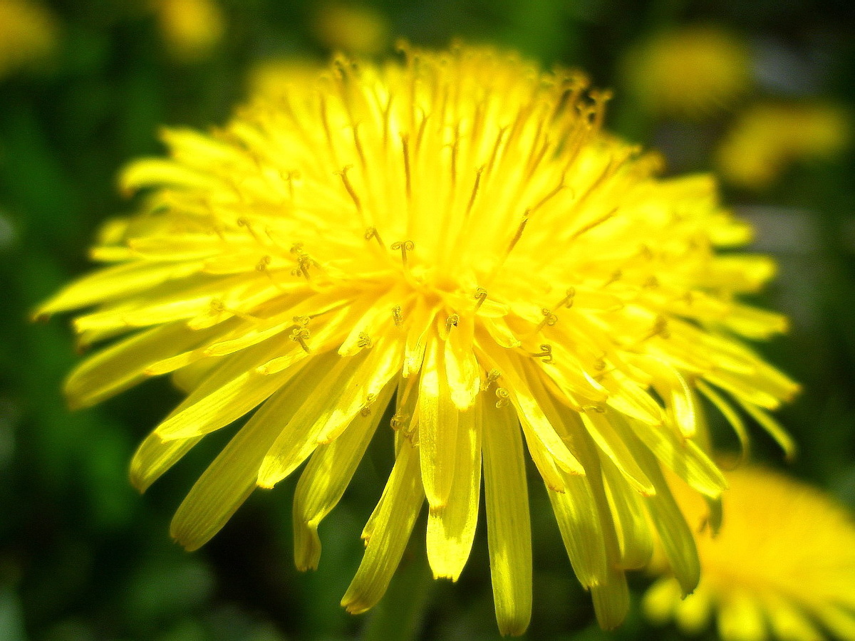 Фото №2. То же соцветие, вид сбоку