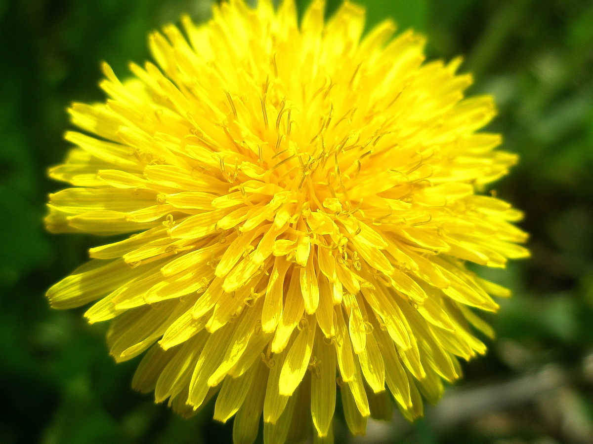 Фото №1. Соцветие одуванчика