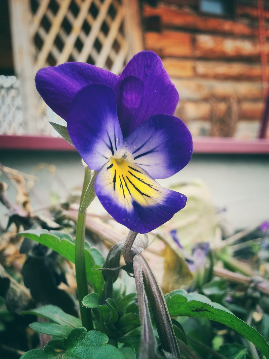 Анютины глазки уже вовсю цветут