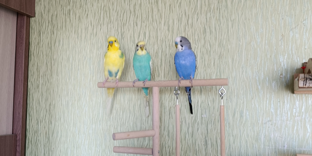 Может ли волнистый попугай подавиться зерном? И главное как ему помочь