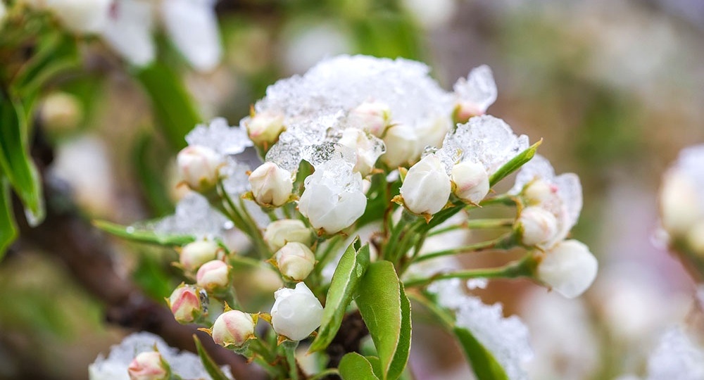 Возвратные заморозки в мае-июне 2026 года: как спасти рассаду, цветы и завязи