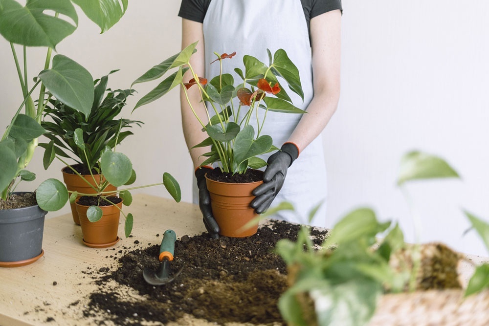    Комнатные растения улучшают микроклимат: увлажняют воздух, очищают от вредных соединений, снижают запыленность. / Фото: iStock