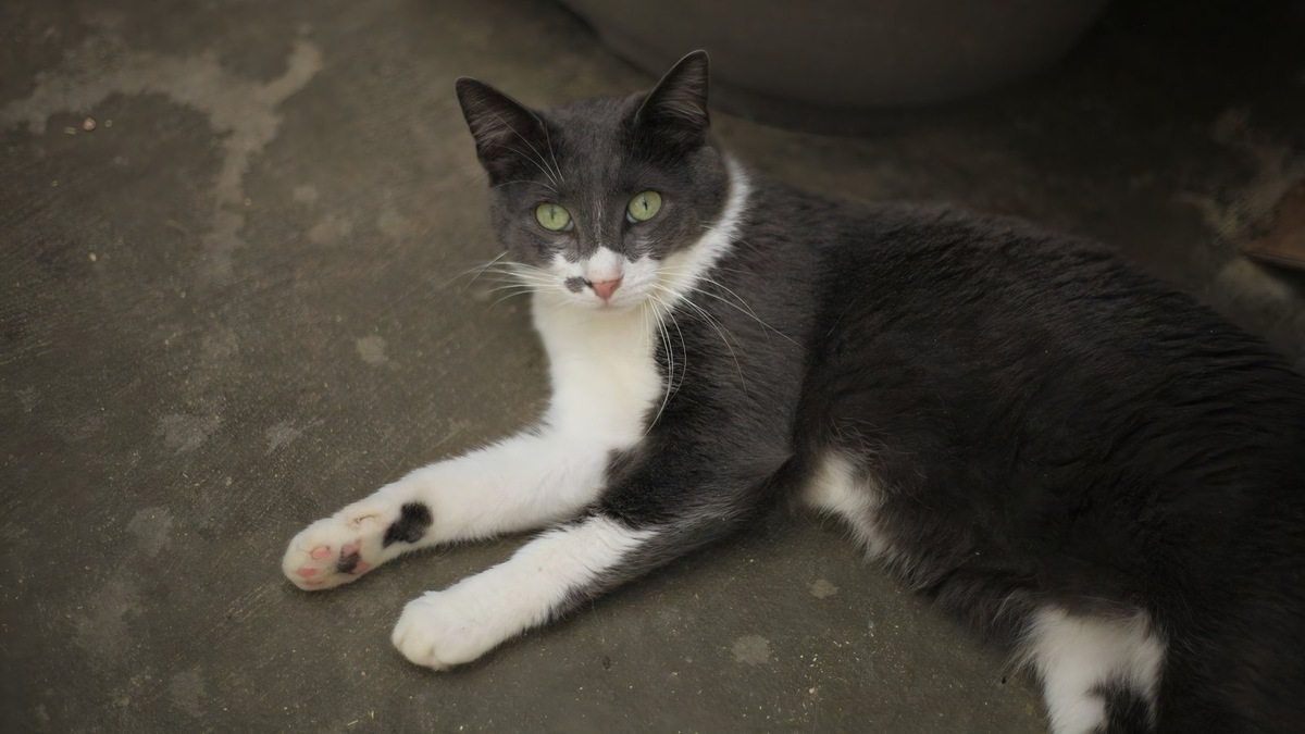    По данным переписи, в российских приютах нашли временный кров до 250 тысяч животных