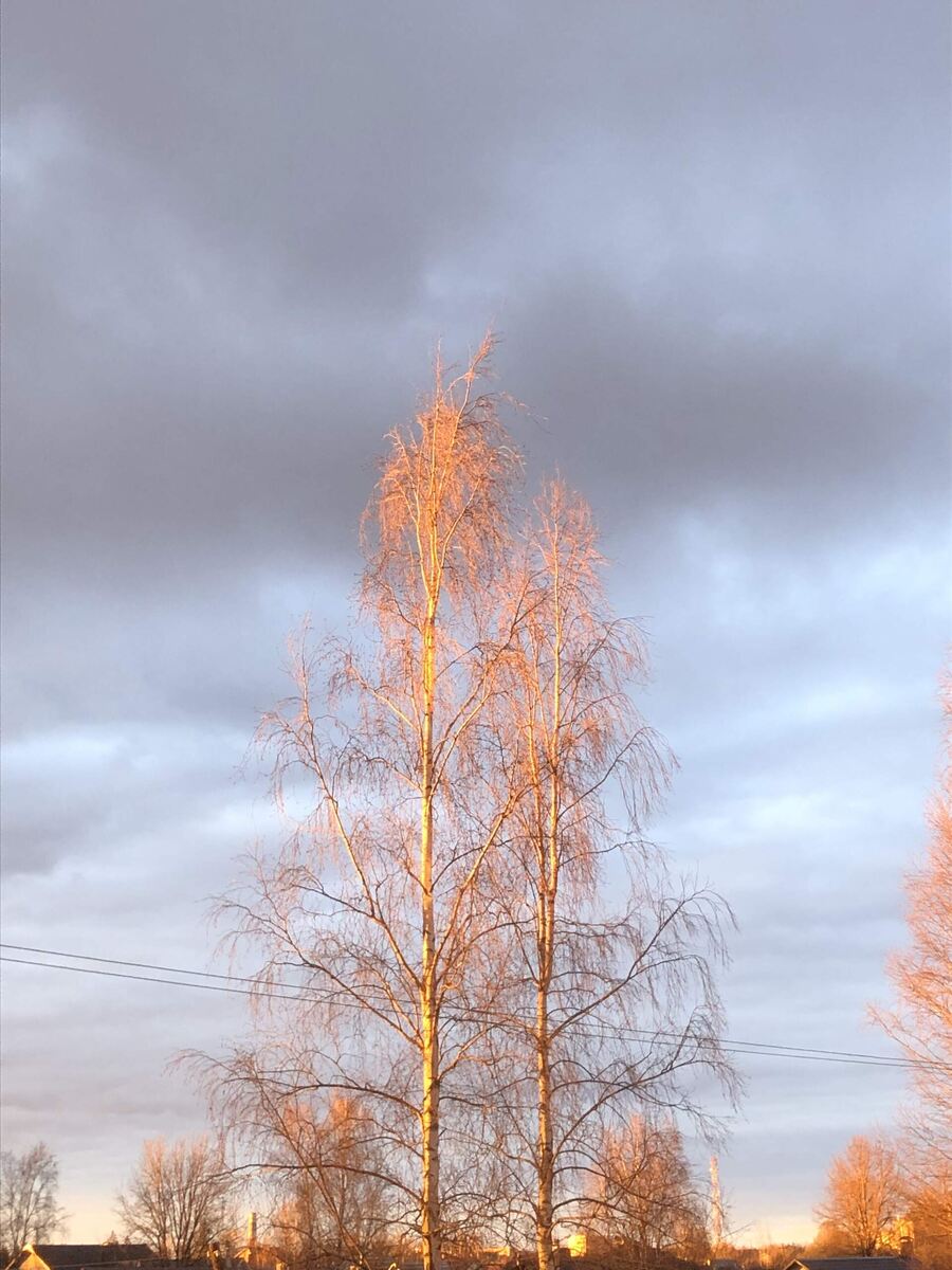 Береза на закате, вид из окна.