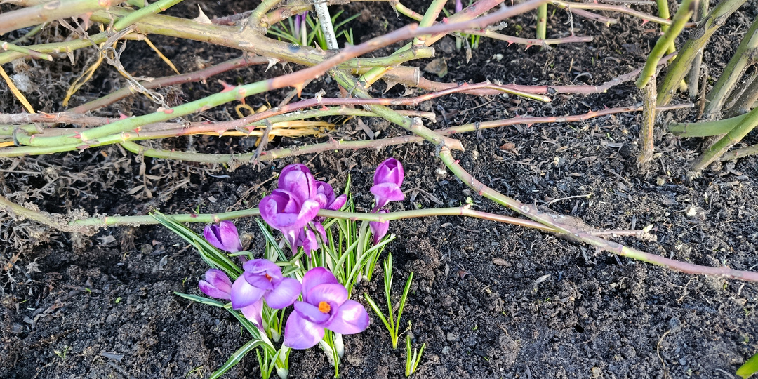 С этими милыми цветочками всё не так просто. Первоцветы в розовом саду