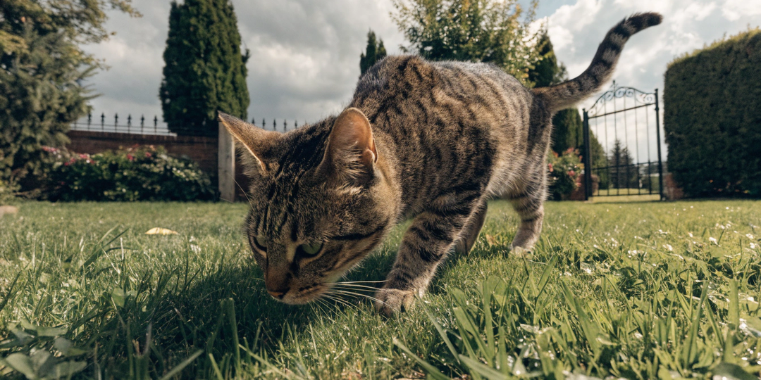 Кошка на улице счастливее домашней: правда, которую сложно принять