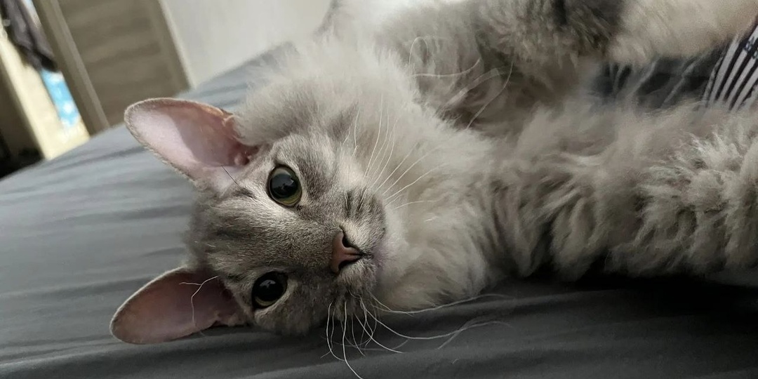 Подарите себе счастье - возьмите кошку из приюта