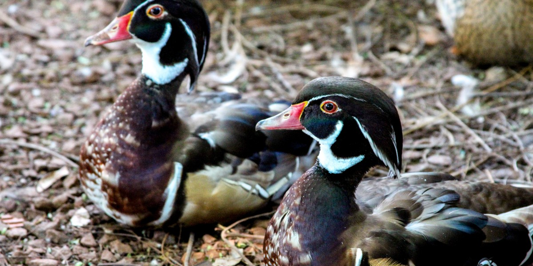 Популярные породы уток