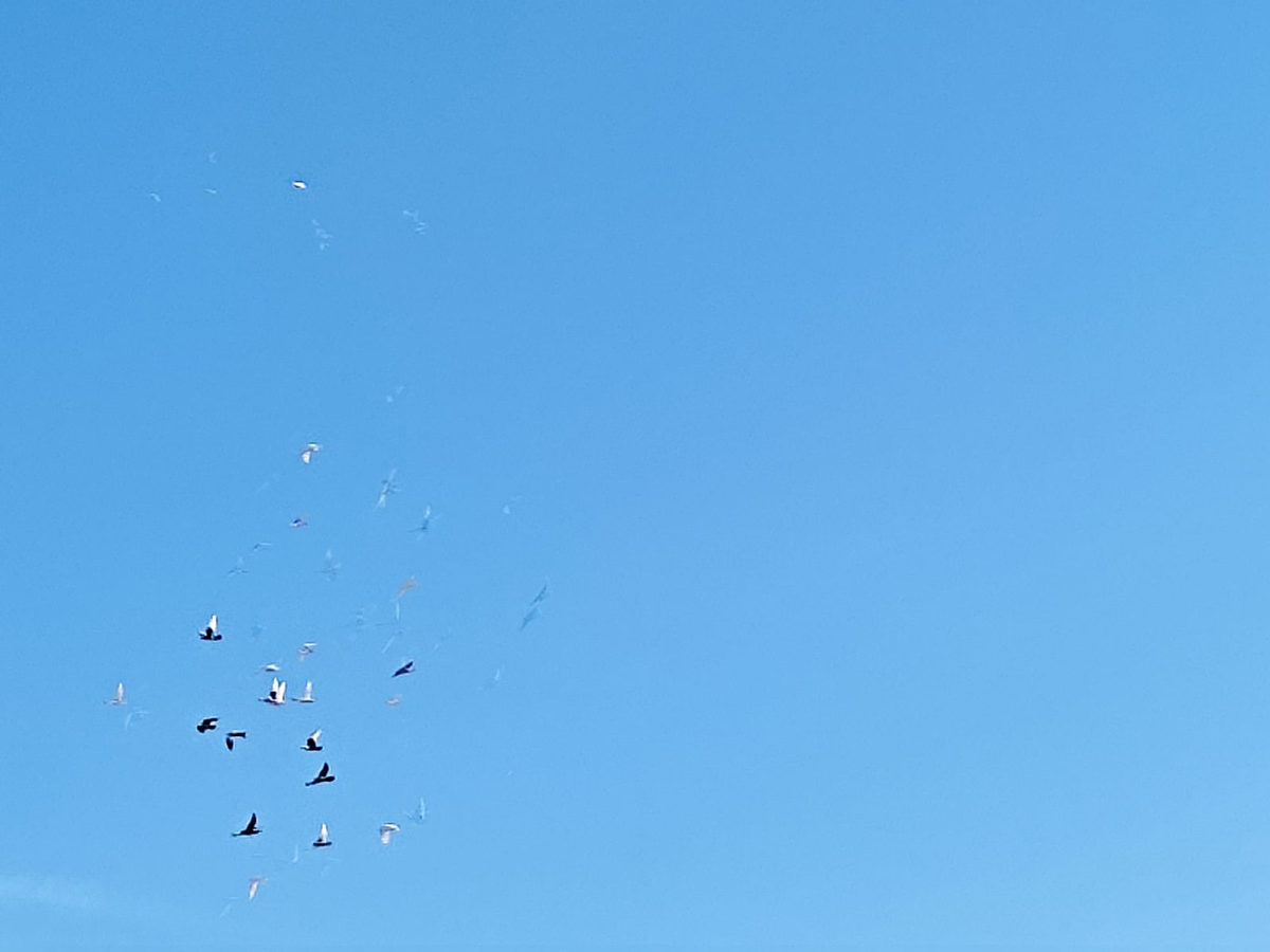      Кан тапшыру — башкаларга ярдәм итүнең иң хәвефсез ысулы