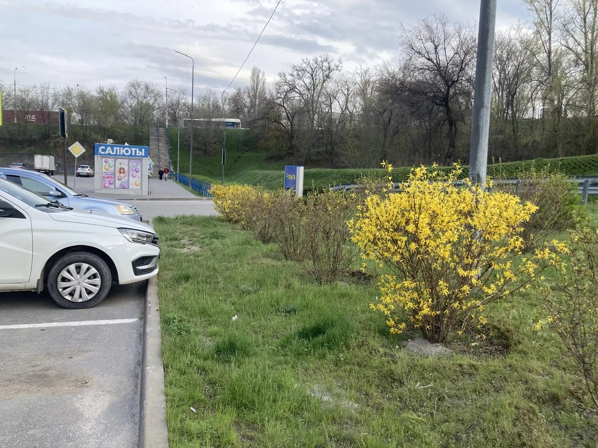 Ну да, эти кусты стригут. Ну и что? Это же кусты! им же просто форму придают, и всё. 