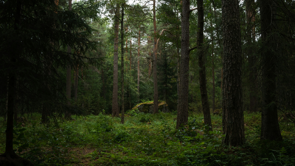 Photo by Liam van Nimwegen on Unsplash