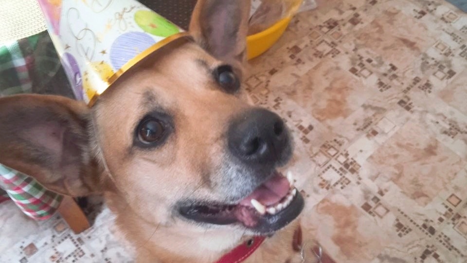 Собачка Мила, которую сдали в приют хозяева с нарисованными бровями, — 6 месяцев как дома