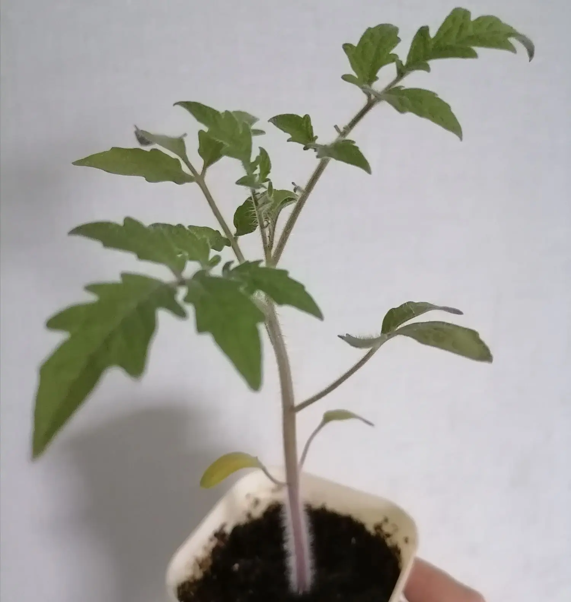 Рассада томата Безразмерный, сажала 22 марта, фото от 10 марта