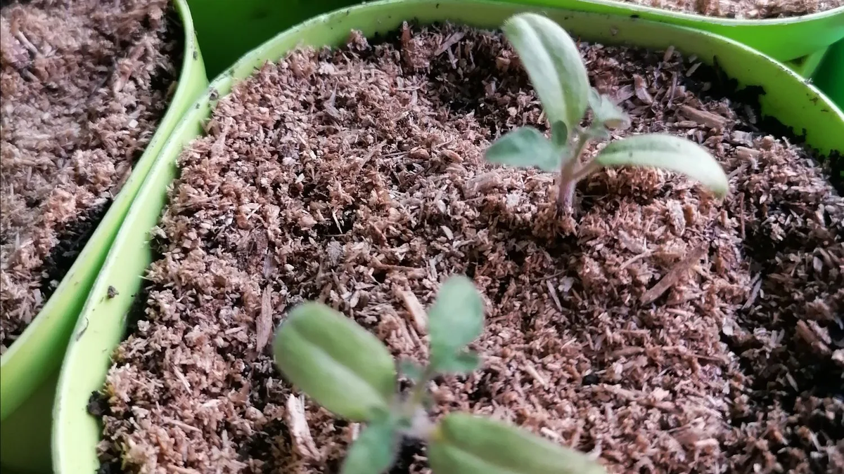 Рассада низкорослых и ранних томатов Янтарная россыпь, сажала 22 марта, фото от 13 апреля