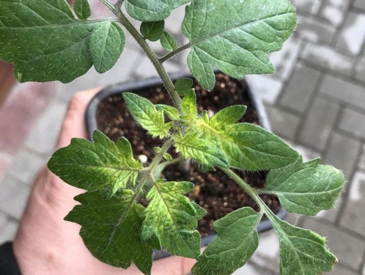 Почему желтеют верхние листья после пикировки