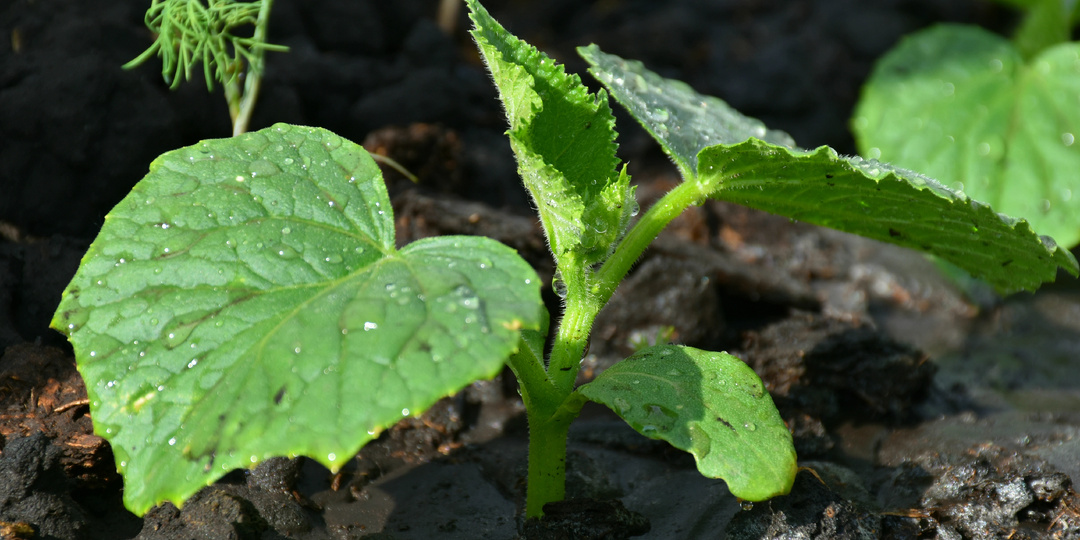 Лучшие дни для посева Огурцов на рассаду в 2026 году для всех регионов