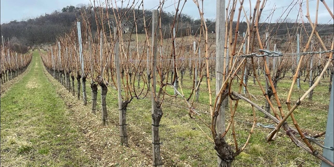 1-ая обработка виноградника медным купоросом + бонус (который должен знать каждый)